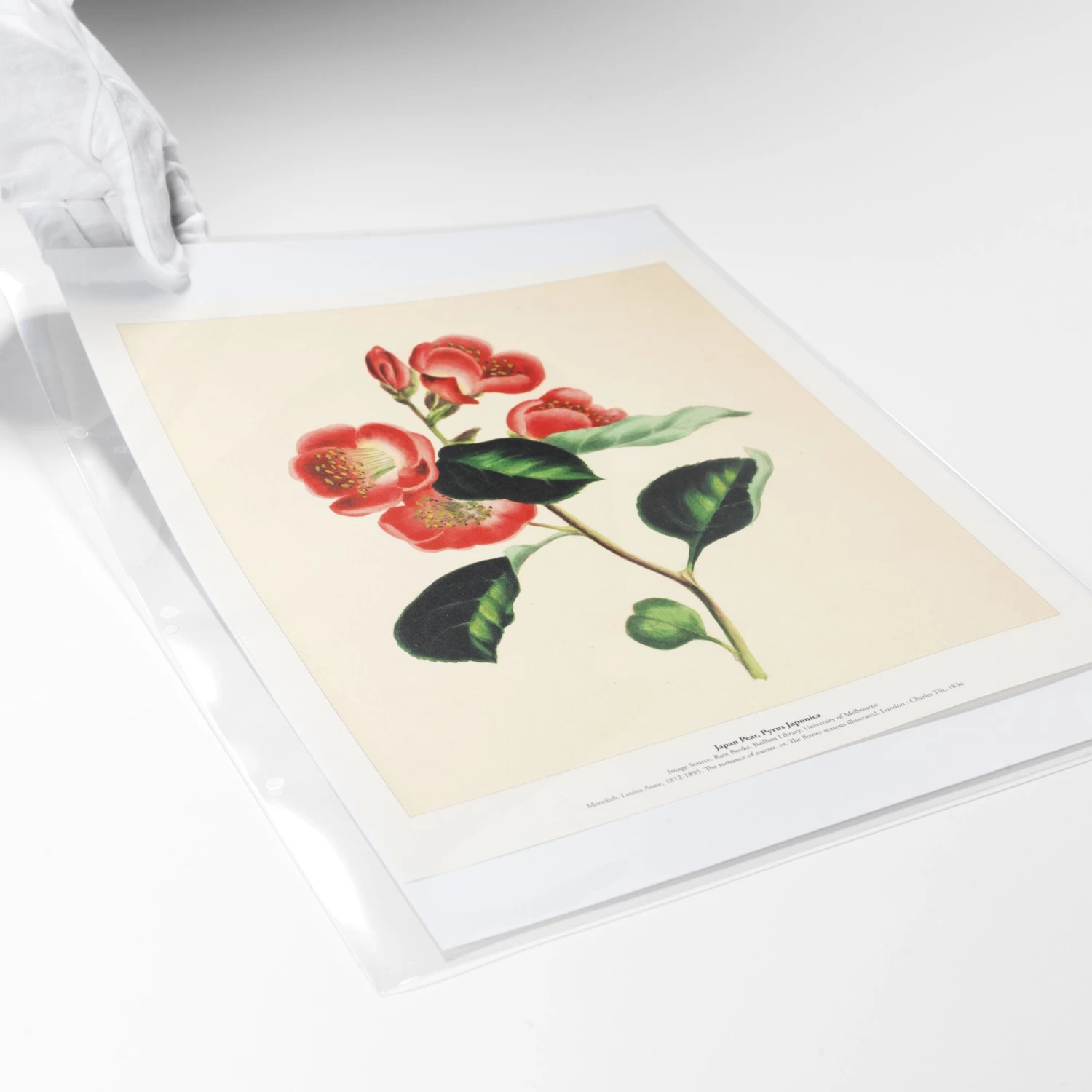 Mylar® Enclosures - A3 - 3 Holes - 25 Pack - Image 2