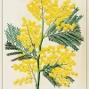 Decorative Poster- Acacia Mollissima