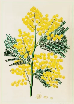 Decorative Poster- Acacia Mollissima